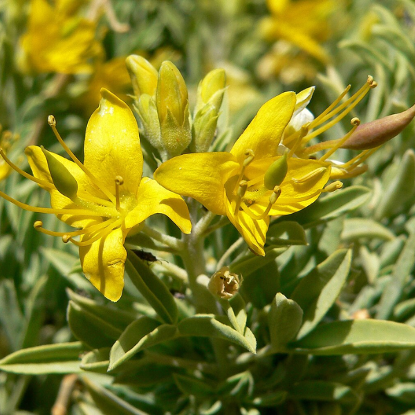 Bladderpod Flower Essence