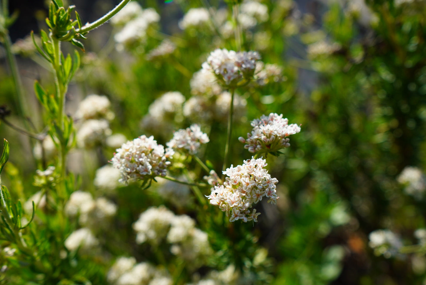 Buckwheat Flower Essence