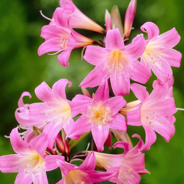 Belladonna Lily Flower Essence