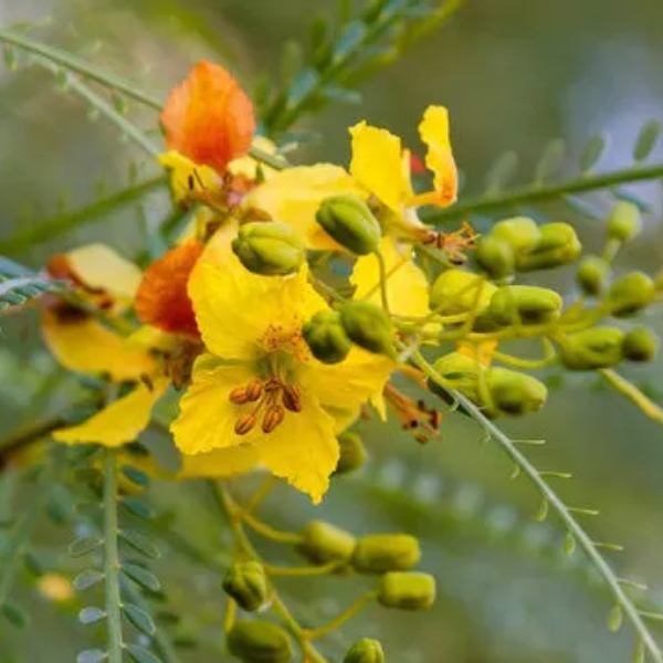 Jerusalem Thorn Tree Flower Essence