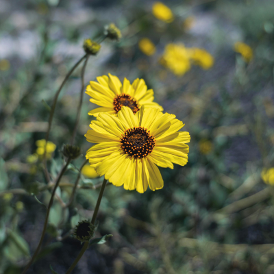 Brittlebush Flower Essence