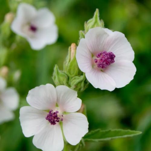 Marshmallow Flower Essence