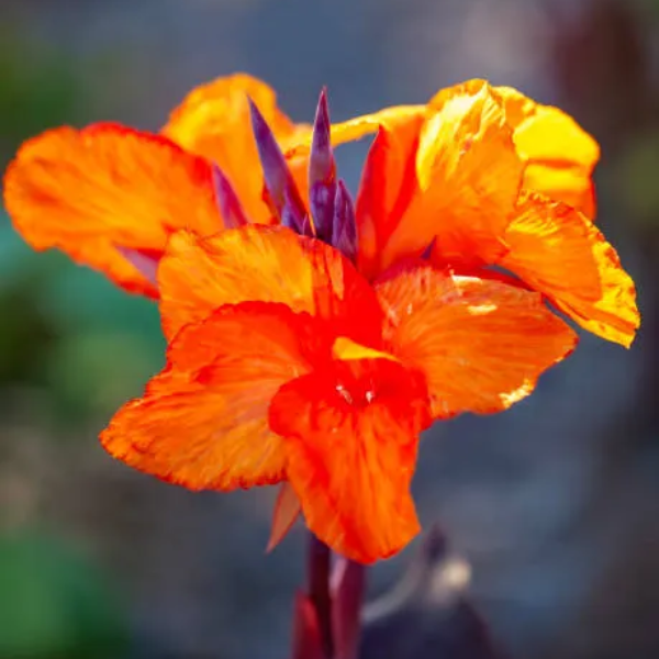Canna Lily Flower Essence