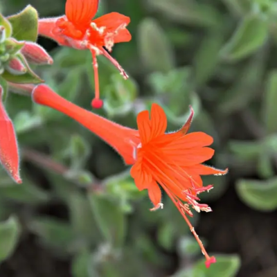 California Fuchsia Flower Essence