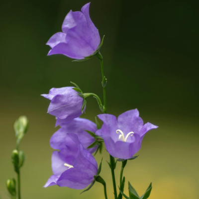 Harebell Flower Essence