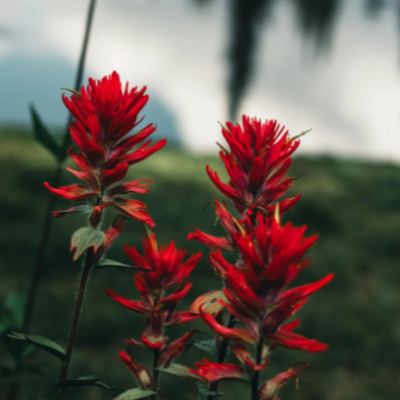 Indian Paintbrush Flower Essence