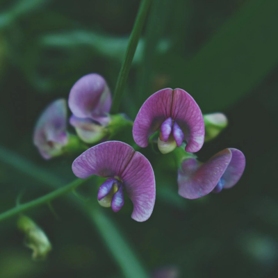 Sweet Pea Flower Essence