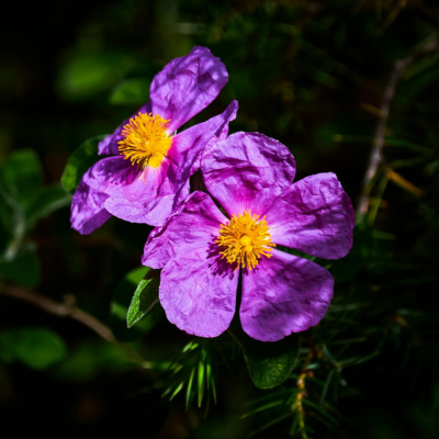 Rock Rose Flower Essence