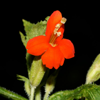 Scarlet Monkeyflower Flower Essence