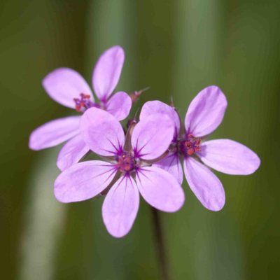 Filaree Flower Essence