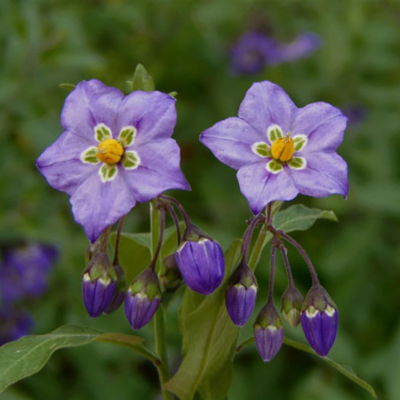 Purple Nightshade Flower Essence
