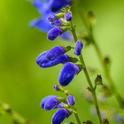 Salvia Flower Essence