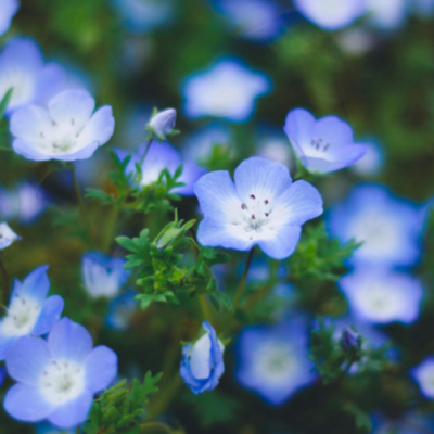 Baby Blue Eyes Flower Essence