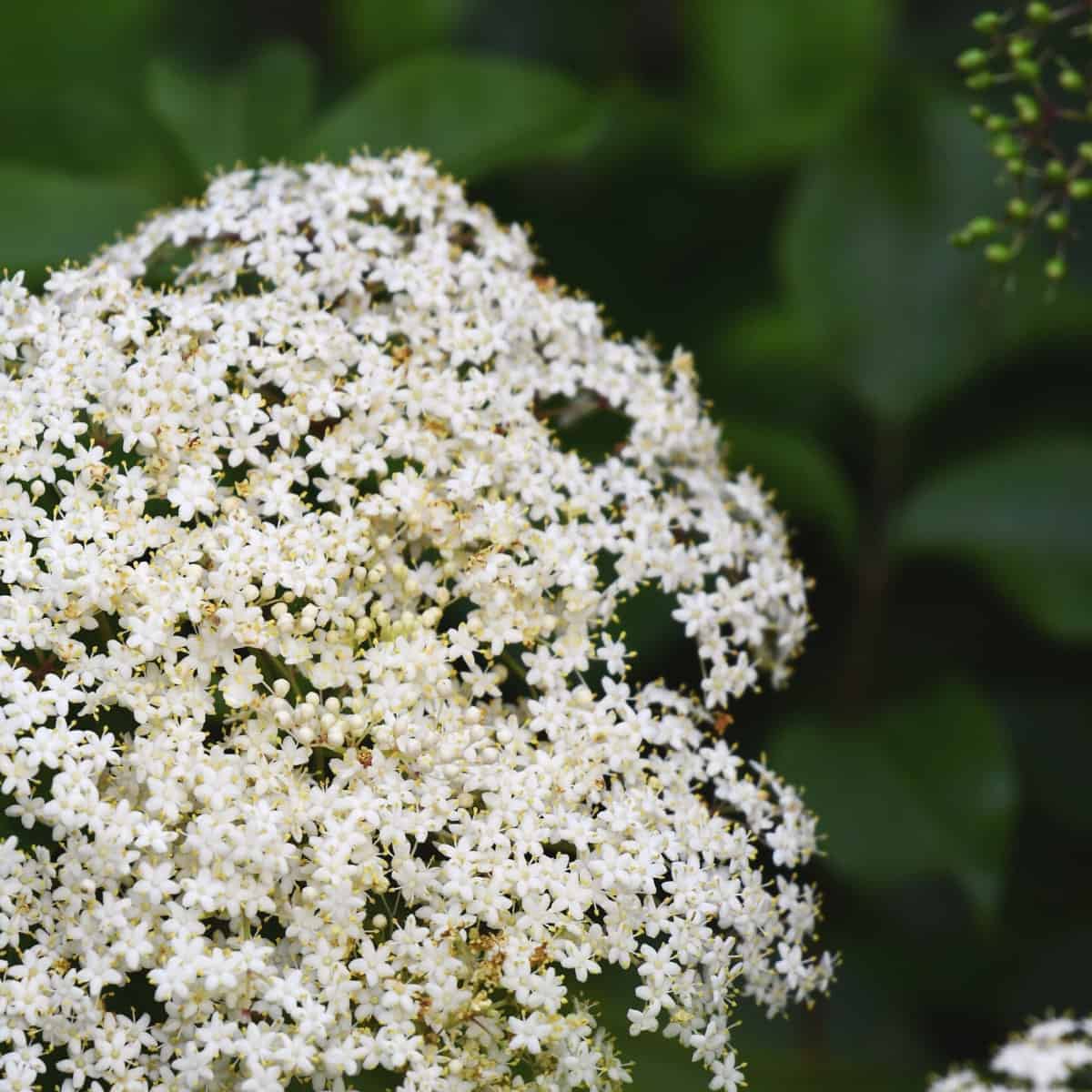 Elder Flower Essence