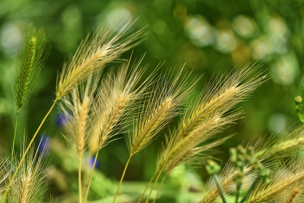 Hare Barley Flower Essence