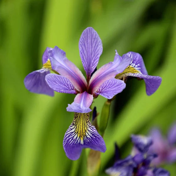 Iris Flower Essence