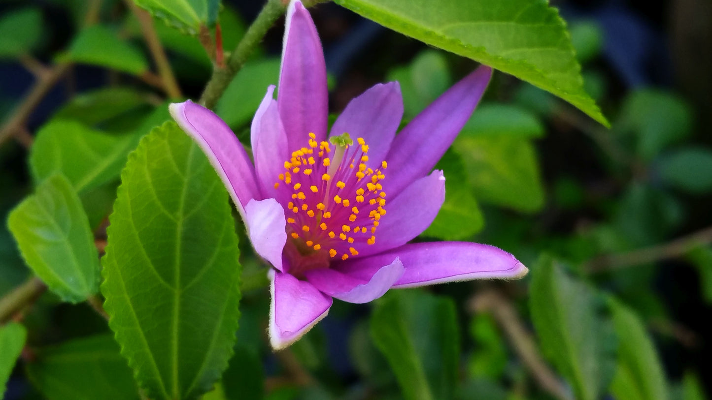 Lavender Star Flower Essence