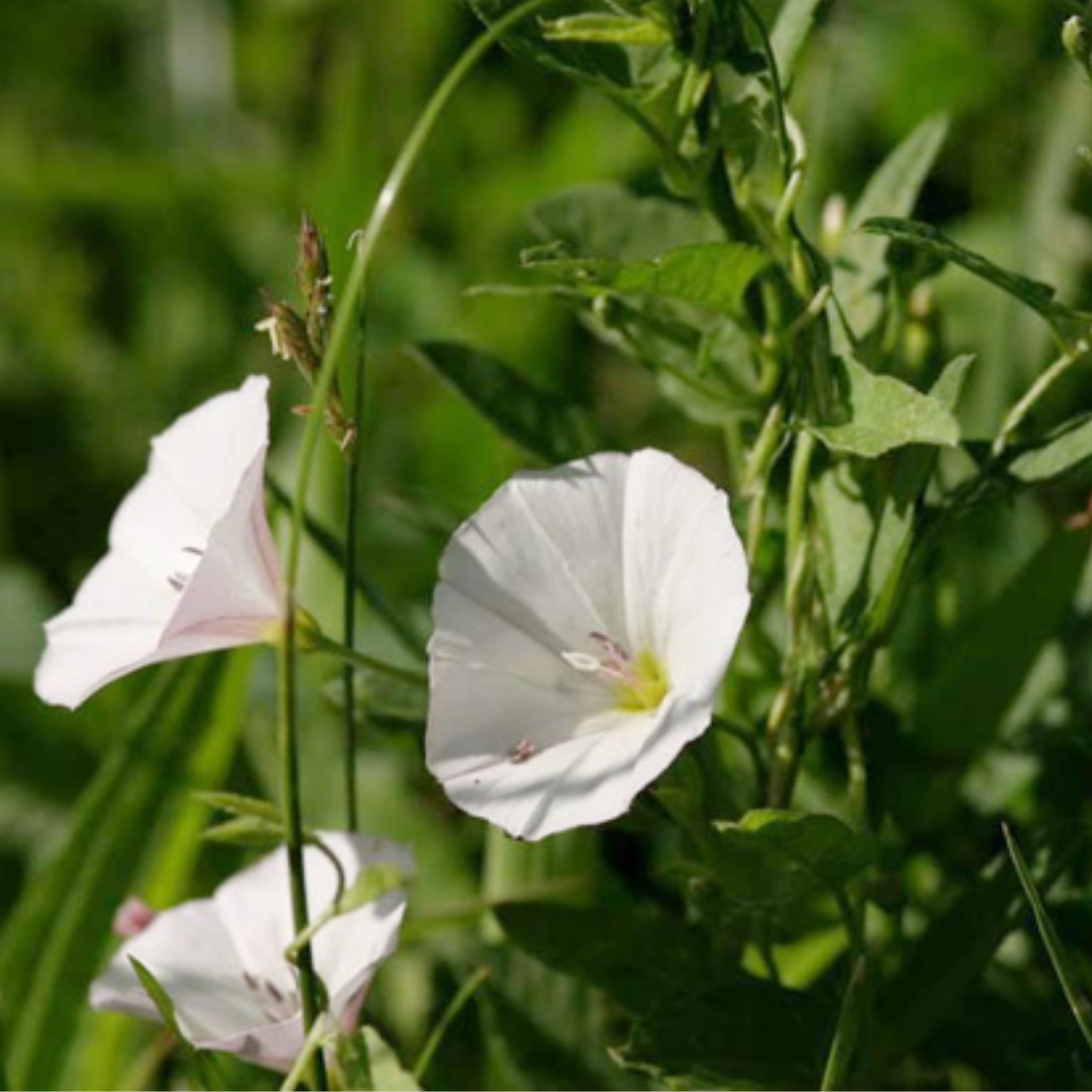 Bindweed Flower Essence