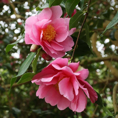 Camellia Flower Essence