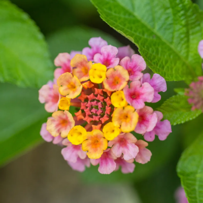 Lantana Flower Essence