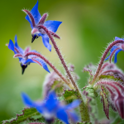 Borage Flower Essence