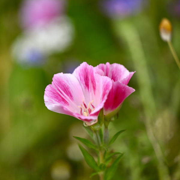 Clarkia (Godetia) Flower Essence
