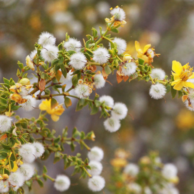 Creosote Bush Flower Essence