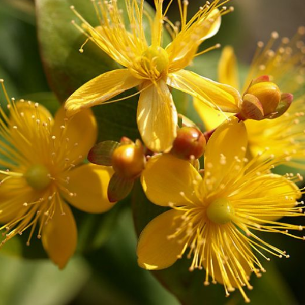 St John's Wort Flower Essence