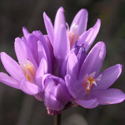 Wild Hyacinth Flower Essence