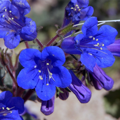 Desert Bluebells Flower Essence