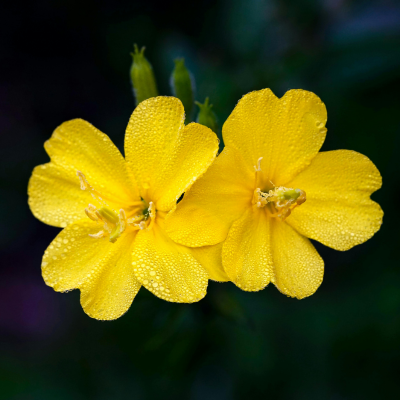 Evening Primrose Flower Essence