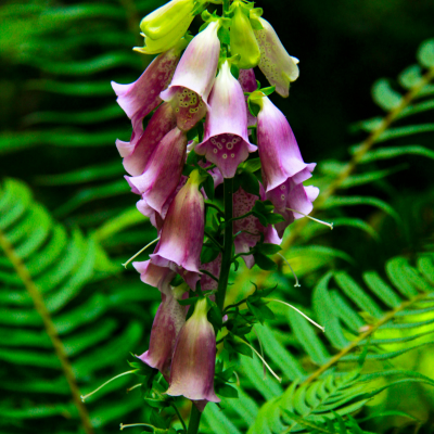 Foxglove Flower Essence
