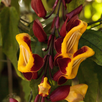 Lady's Slipper Flower Essence