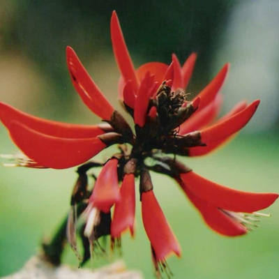 Coral Tree Flower Essence