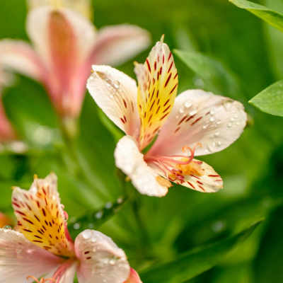 Inca Lily Flower Essence