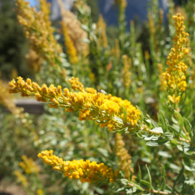 Goldenrod Flower Essence
