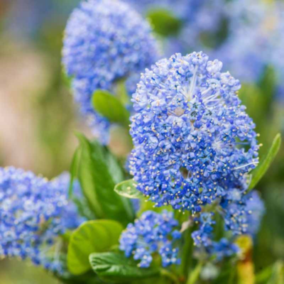 Lilac Flower Essence