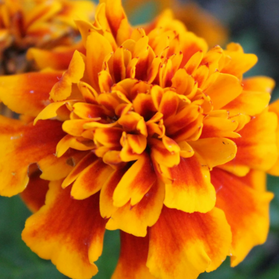 Mexican Marigold Flower Essence