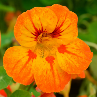 Nasturtium Flower Essence