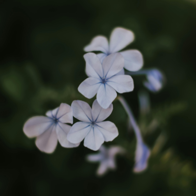 Cerato Flower Essence