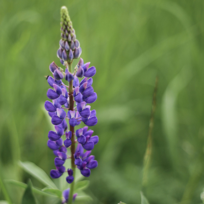 Lupine Flower Essence