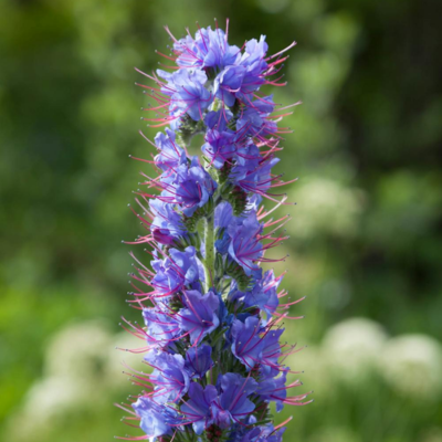 Pride of Madeira Flower Essence