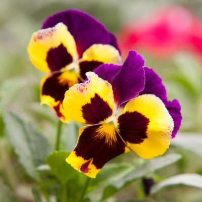 Pansy Flower Essence