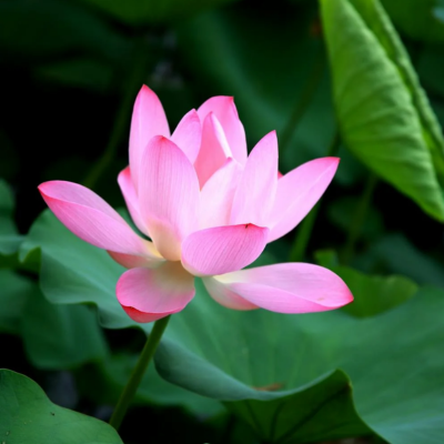 Pink Lotus Flower Essence