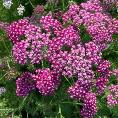 Pink Yarrow Flower Essence