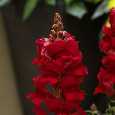 Crimson Snapdragon Flower Essence
