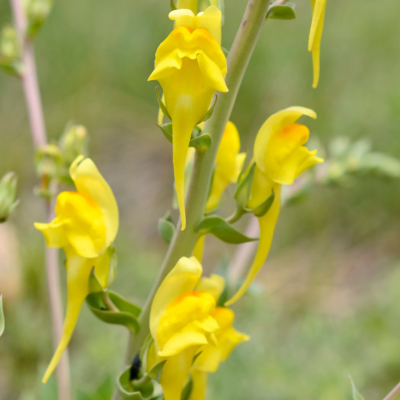 Yellow Snapdragon Flower Essence
