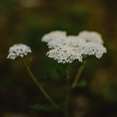 Yarrow Flower Essence