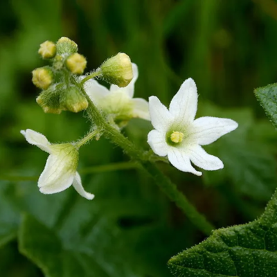 Wild Cucumber Flower Essence