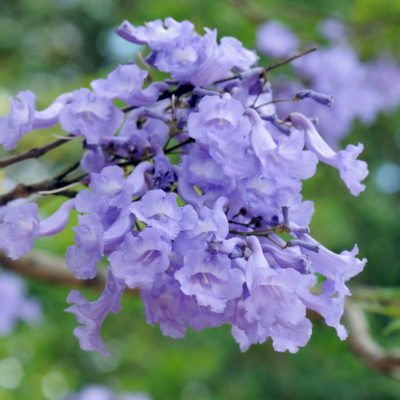 Jacaranda Flower Essence